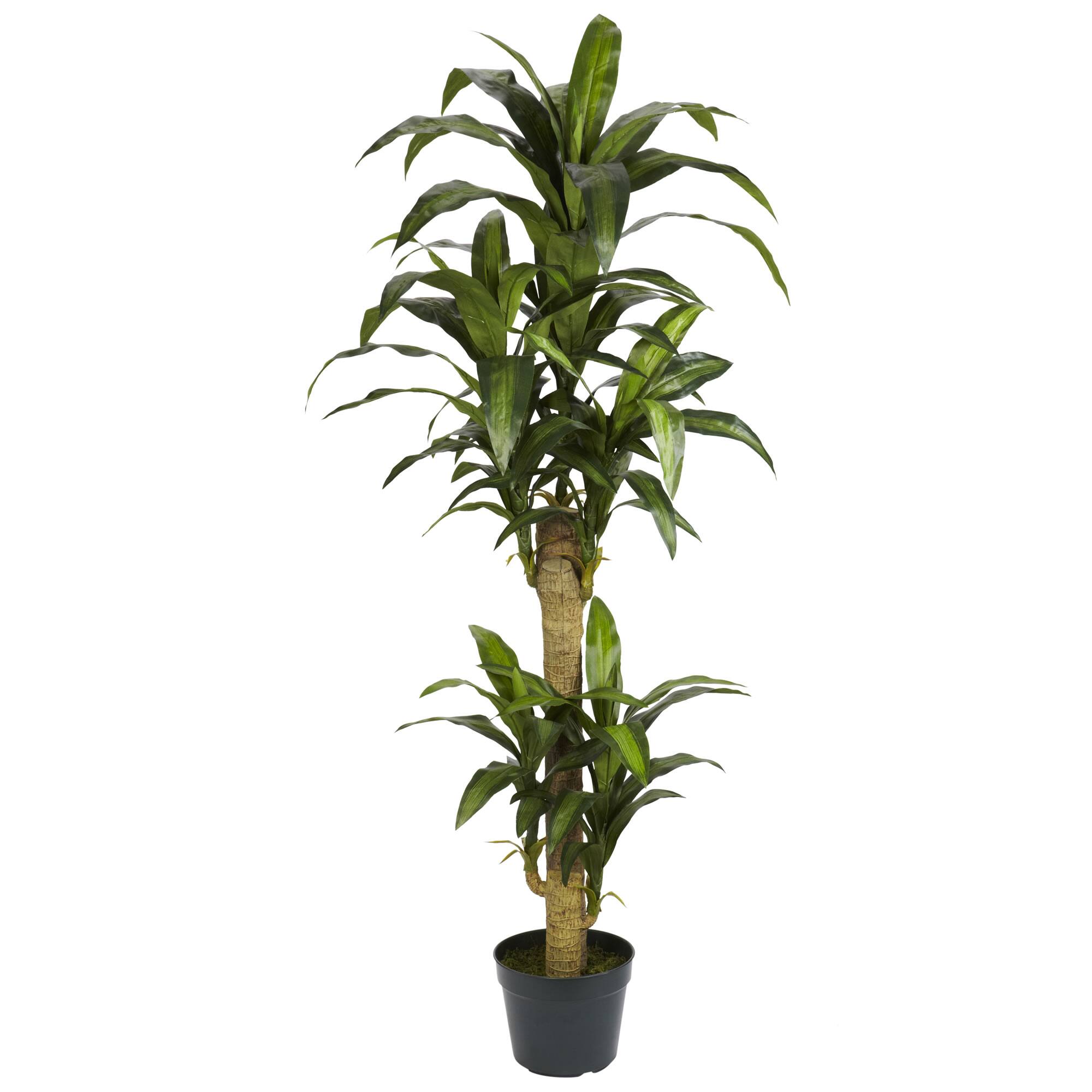 5ft. Potted Yucca Tree